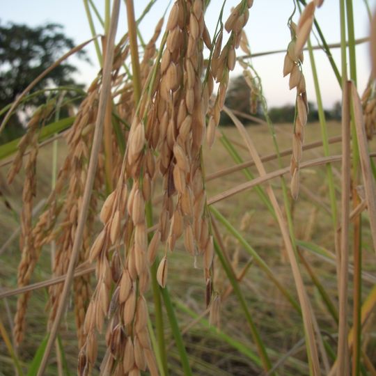 Distretto di Basedth