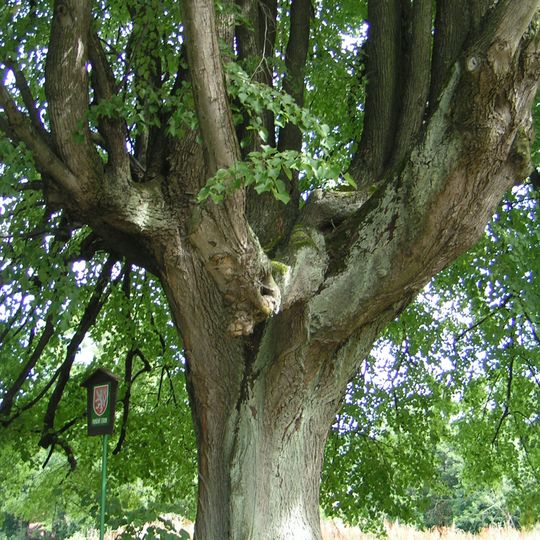 Lípa malolistá v Práchni