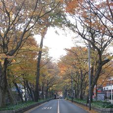 Babadaimon no Keyaki Namiki