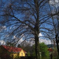 Buk v Klostermannově ulici