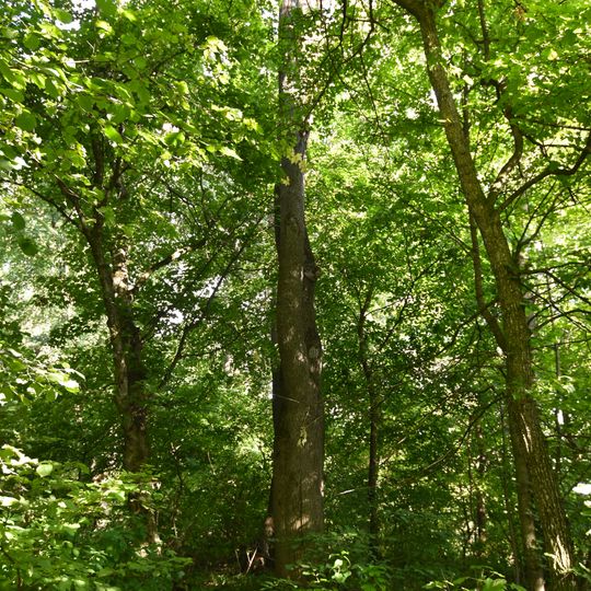 Dorohychivka Oaks