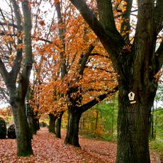 Amerikanische Roteichenallee