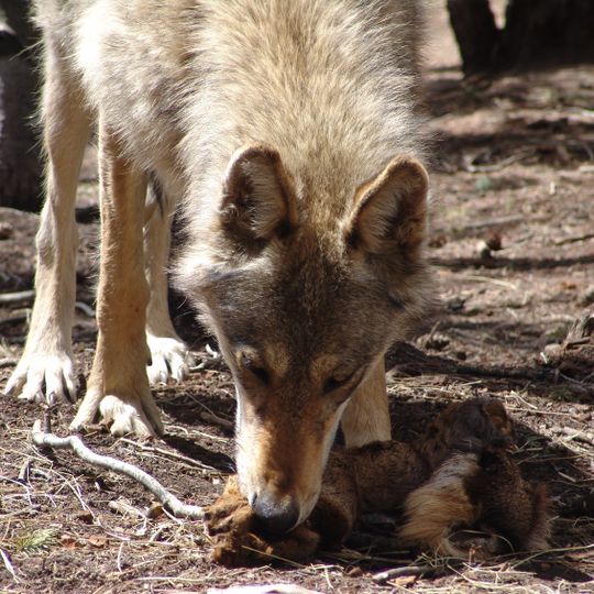 Colorado Wolf and Wildlife Center