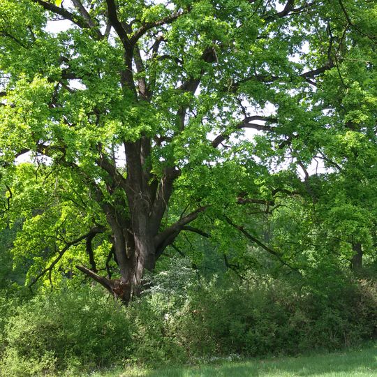 Dvojčata princezny Hedviky
