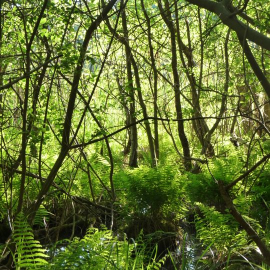 Endmoränenlandschaft bei Ringenwalde