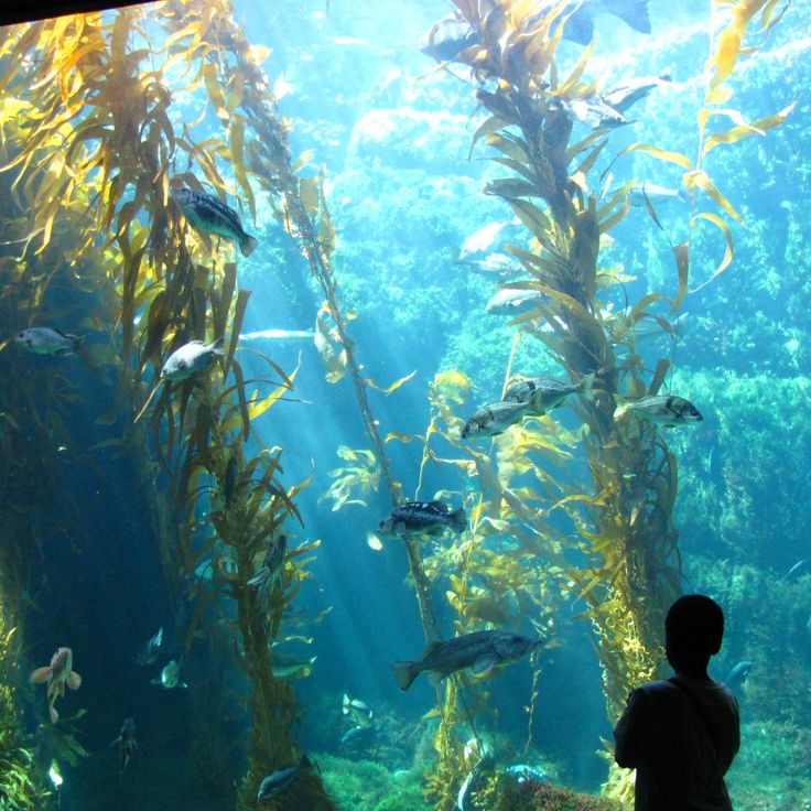 Birch Aquarium