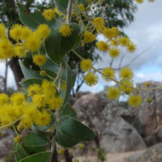 Crows Nest National Park