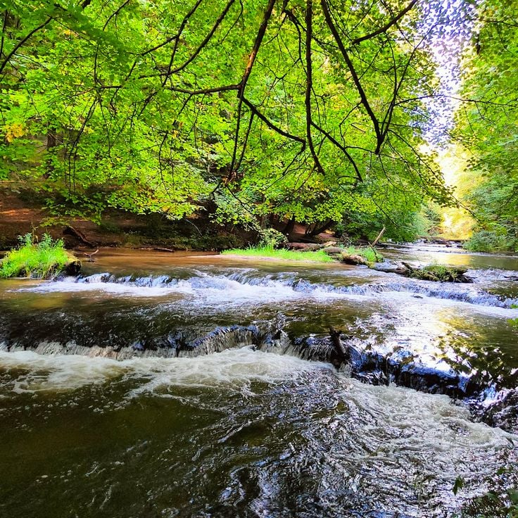 Réserve de Szumy nad Tanwia