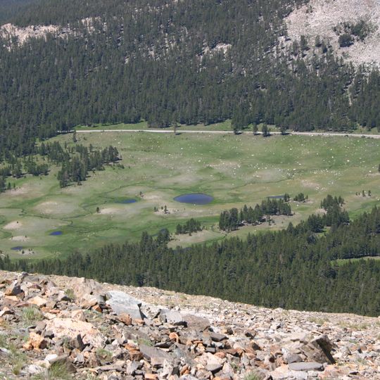 Dana Meadows