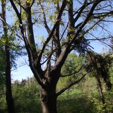Liriodendron tulipifera, Skvyra