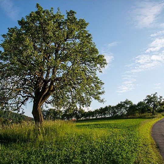 Pink pear from Bošáca