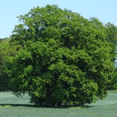 Eiche von Holzhausen