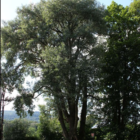 Topol šedý u zámečku ve Vrbně