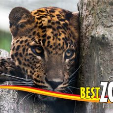 BestZoo