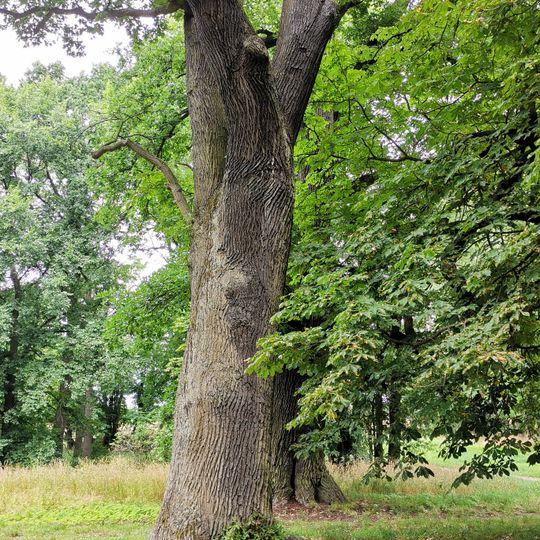 Naturdenkmal Stiel-Eiche 2 Park, östlich anschließend an die Ortslage in Blumberg