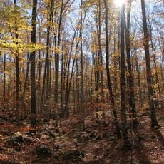 Fageda d'en Jordà