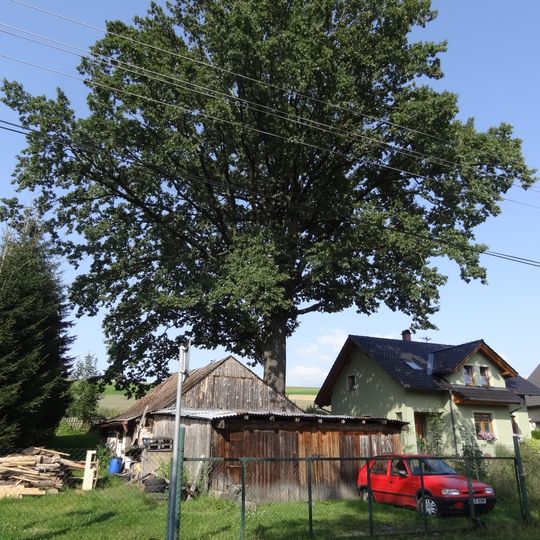 Dub v Ještědské ulici