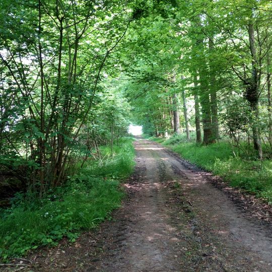 Waldgebiet bei Tittingdorf