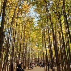 Seoul Forest