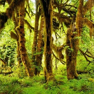 Hoh Rain Forest Visitor Center