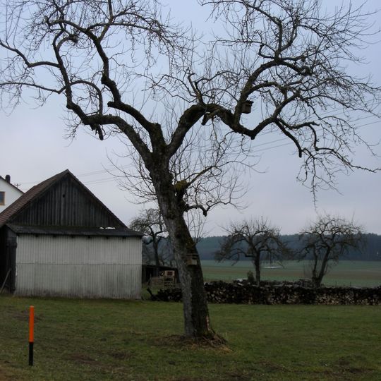 Urbaum der Apfelsorte Jakob Fischer