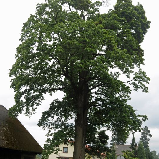 Javor mléč v Červené Vodě