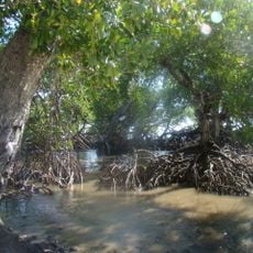New Guinea mangroves