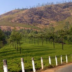 Tea paddies panorama