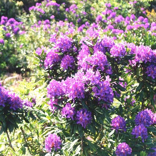 Cambarinho Botanical Reserve