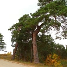 Paveisiejai pine