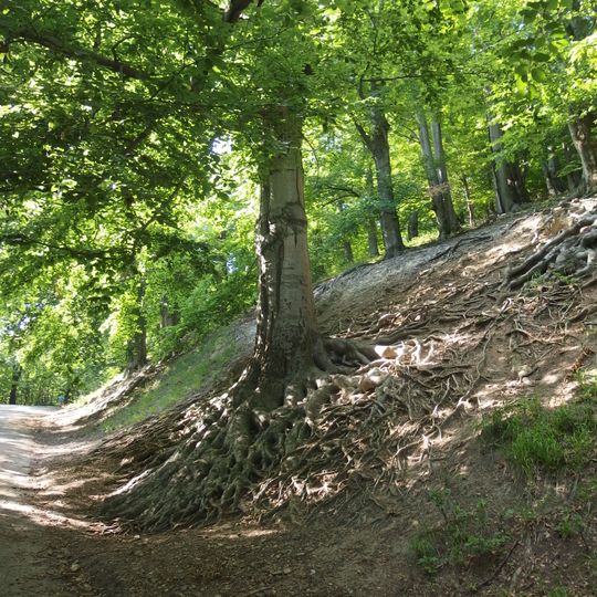 Buky pod Hukvaldským hradem