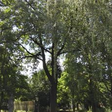 Stieleiche (Quercus robur) in Senftenberg außerhalb vom Garten des Kindergartens Glück-Auf-Straße, östlicher Baum, bildet mit den Bäumen 0100-5, 0100-6, 0100-7, 0100-9 eine Reihe