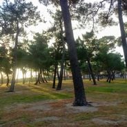 Le Bois des Pins