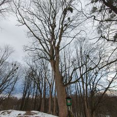 Klen v Horních Domaslavicích