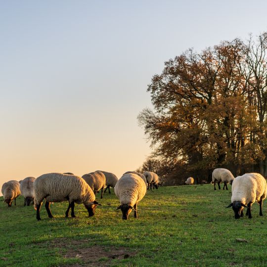 Michaelsberg - Böttinger Neckarschleife