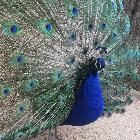 Parc Animalier Charles-Édouard Beltremieux
