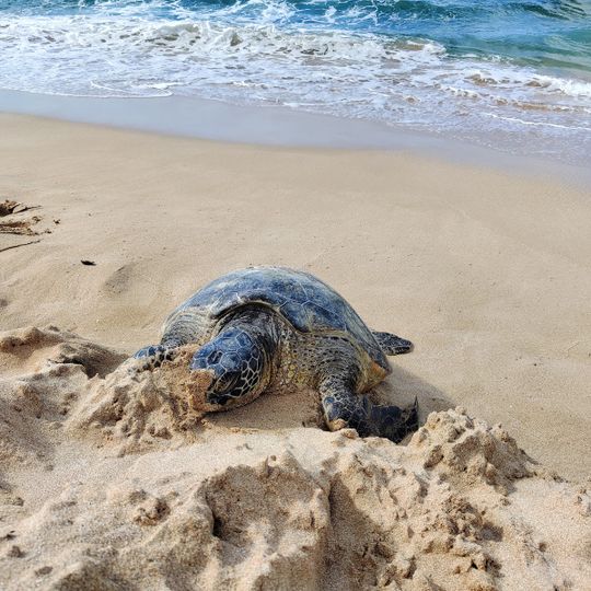Laniakea Beach