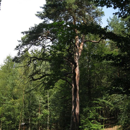 Borovice u Košináře