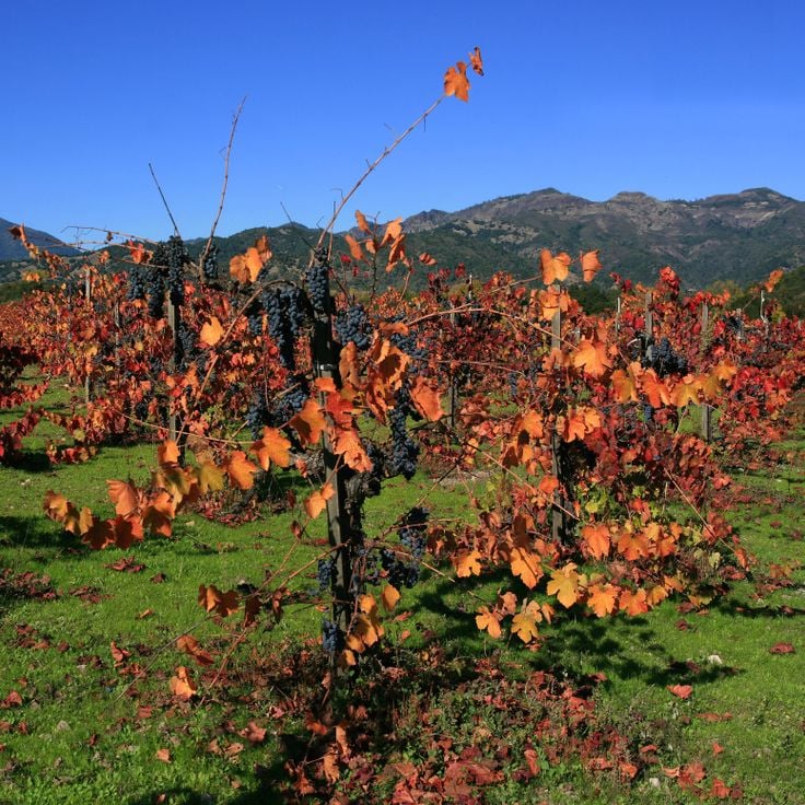 Napa Vadisi
