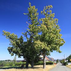 Drei Linden