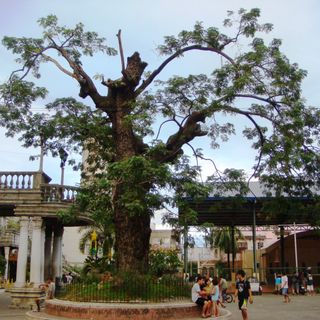 Meycauayan Tree