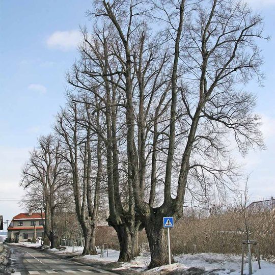 Lipová alej na Hemže