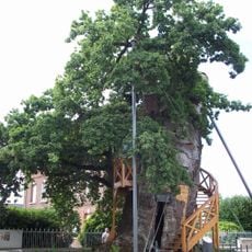 Chêne d'Allouville