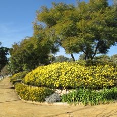 Jardines Alberto Suárez Pipi