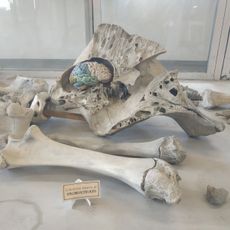 Museo di anatomia comparata