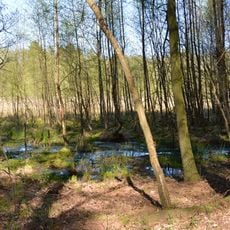 Elendsmoor bei Schafstedt
