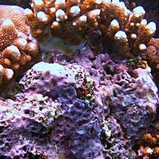 Grande barrière de corail
