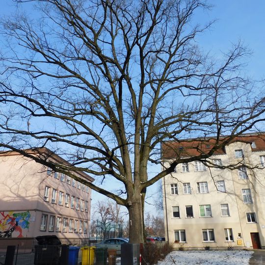 Pomnikowy dąb przy ulicy Kilińskiego 38