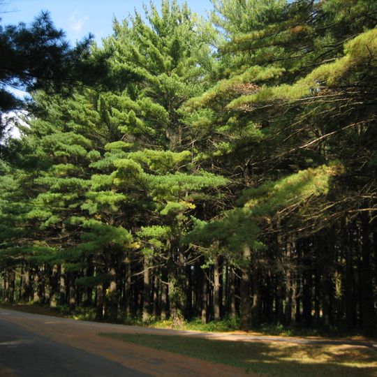 White Pines Forest State Park