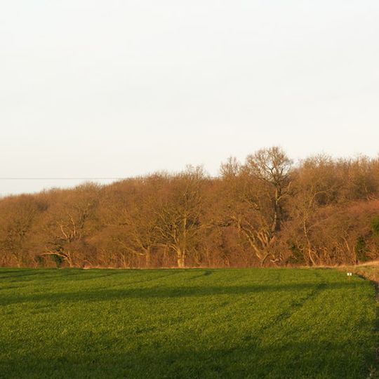 Burgate Wood
